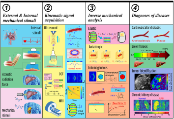 Elastodiagnosis of diseases: A review