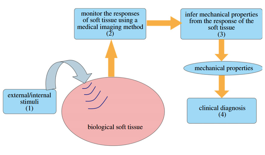 Mechanics of ultrasound elastography