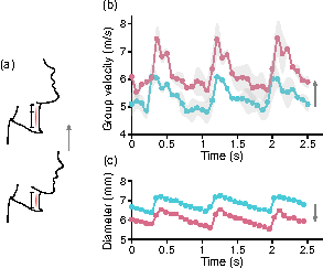 Arterial Stiffness Probed by Dynamic Ultrasound Elastography Characterizes Waveform of Blood Pressure